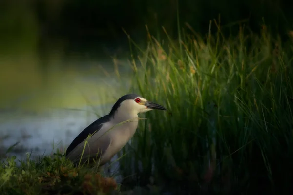 Czapla Zielona Przyroda Ptak Czarna Czapla Nocna Koronowana — Zdjęcie stockowe
