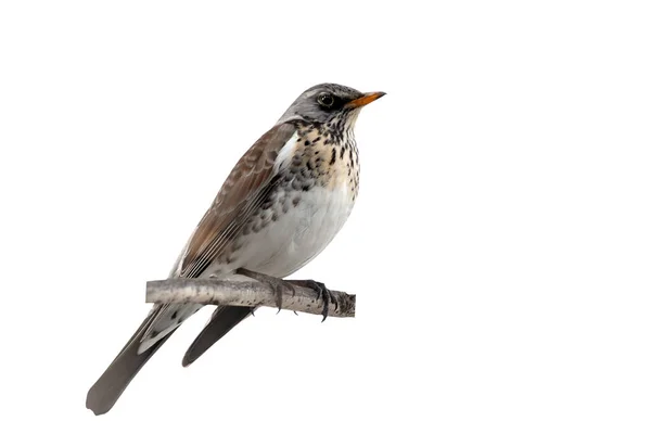 Pájaro Rama Aislados Fieldfare Fondo Blanco —  Fotos de Stock