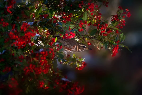 Natureza Pássaro Fundo Verde Natureza Vermelha Pássaro Redwing — Fotografia de Stock