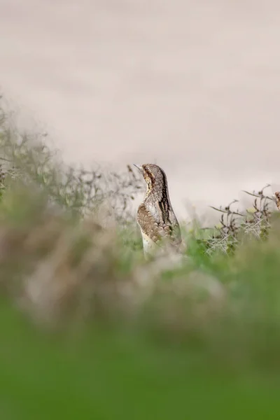 Природа Птах Євразійська Скриня Природний Фон — стокове фото