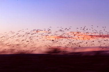 Soyut doğa. Uçan bulanık kuşlar. Renkli doğa arkaplanı. 