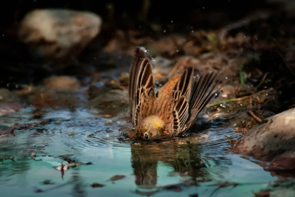 Oiseau Bain Fond Naturel Bruant Tête Noire — Photo