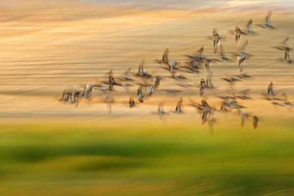 Abstraktní Povaha Létající Rozmazaní Ptáci Barevné Přírodní Pozadí — Stock fotografie