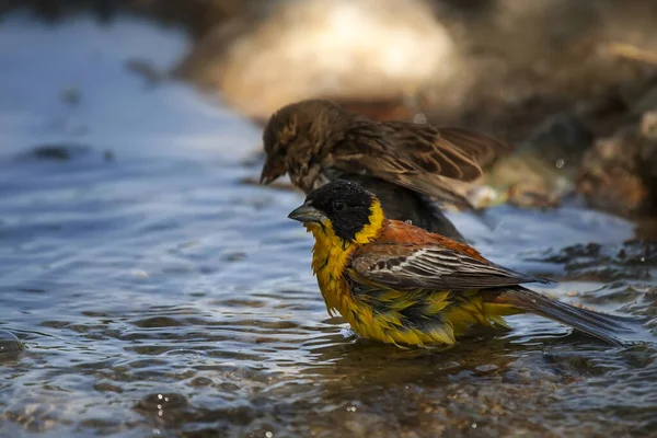 Bathing Bird Nature Background Black Headed Bunting — Stock Photo, Image