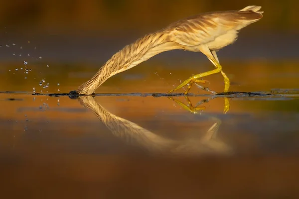 Een Reiger Gele Groene Natuur Habitat Achtergrond Soort Squacco Heron — Stockfoto