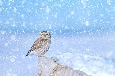 Kış mevsimi ve kuşlar. Kar yağıyor. Doğa geçmişi. Küçük baykuş!.