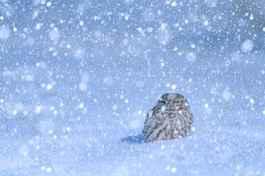 Kış mevsimi ve kuşlar. Kar yağıyor. Doğa geçmişi. Küçük baykuş!.