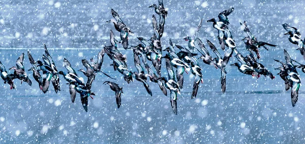 Zimní Sezóna Ptáci Padající Sníh Přírodní Pozadí Northern Shoveler — Stock fotografie