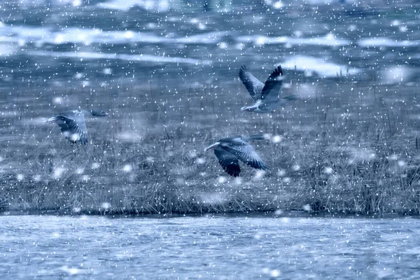 Temporada Inverno Pássaros Neve Caída Fundo Natureza Ganso Greylag — Fotografia de Stock