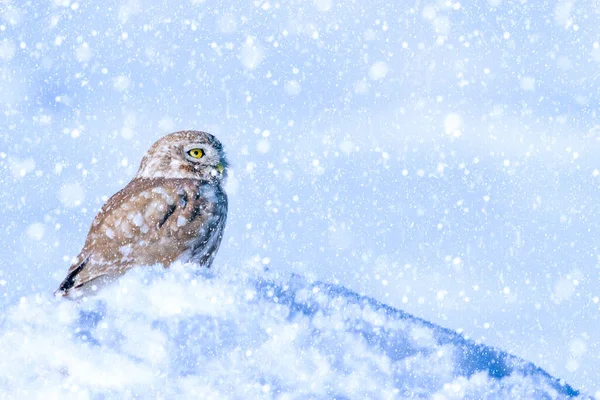 Temporada Invierno Aves Nieve Cayendo Fondo Naturaleza Pequeño Búho —  Fotos de Stock