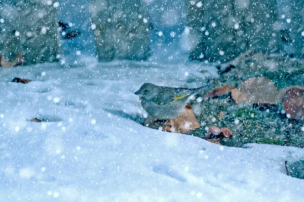 Χειμερινή Περίοδος Και Πουλιά Πέφτει Χιόνι Φόντο Φύσης Ευρωπαϊκός Γκρίνφιντς — Φωτογραφία Αρχείου