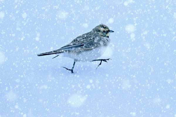Χειμερινή Περίοδος Και Πουλιά Πέφτει Χιόνι Φόντο Φύσης Κερασφόρος Λαρκ — Φωτογραφία Αρχείου