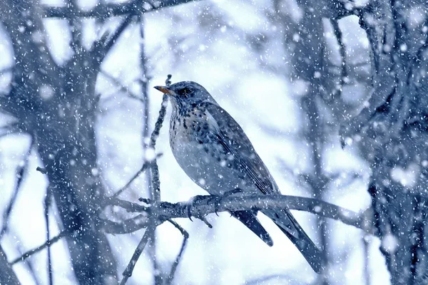 Temporada Inverno Pássaros Neve Caída Fundo Natureza Caminho Ferro — Fotografia de Stock