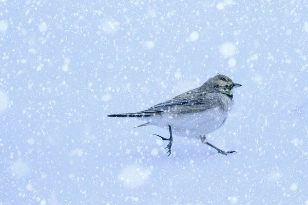 冬の季節と鳥 雪が降ってる 自然を背景に ホーン ラーク — ストック写真