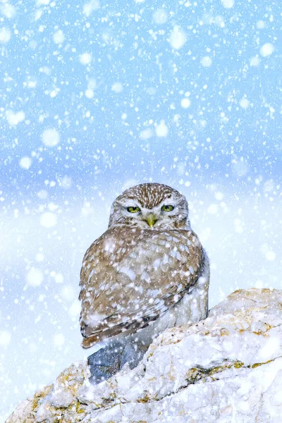 Winterzeit Und Vögel Schneefall Natur Hintergrund Steinkauz — Stockfoto