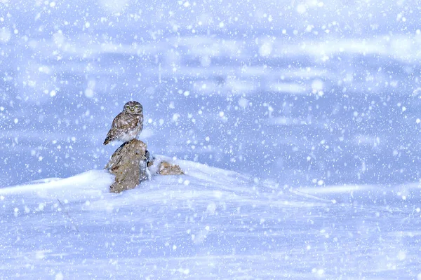 Temporada Invierno Aves Nieve Cayendo Fondo Naturaleza Pequeño Búho — Foto de Stock