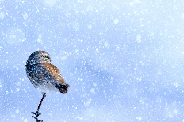 Vintersäsong Och Fåglar Fallande Snö Naturbakgrund Liten Uggla — Stockfoto