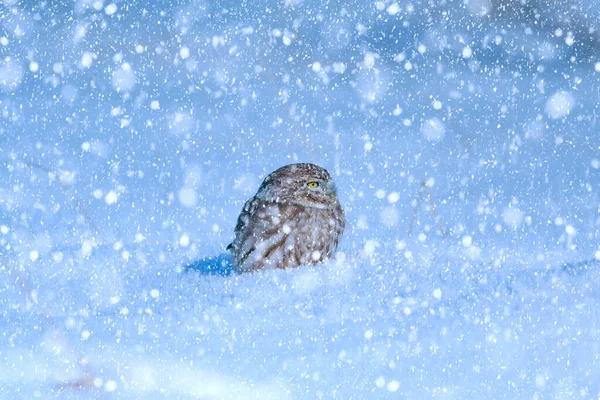 Zimní Sezóna Ptáci Padající Sníh Přírodní Pozadí Malá Sova — Stock fotografie