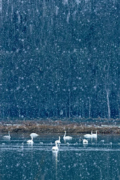 Stagione Invernale Uccelli Neve Caduta Sfondo Naturale Whooper Swan — Foto Stock