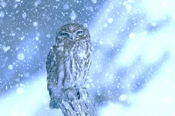 Temporada Invierno Aves Nieve Cayendo Fondo Naturaleza Pequeño Búho —  Fotos de Stock