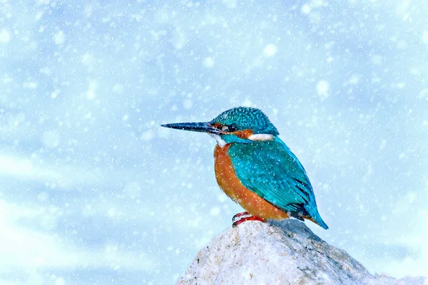 Kış mevsimi ve kuşlar. Kar yağıyor. Doğa arkaplanı. 