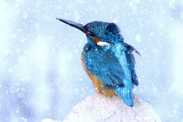 Winterseizoen Vogels Vallende Sneeuw Natuur Achtergrond — Stockfoto