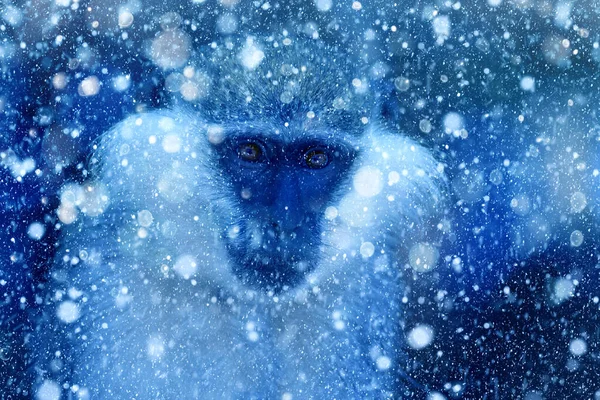 Temporada Invierno Aves Nieve Cayendo Fondo Naturaleza Azul Mono —  Fotos de Stock