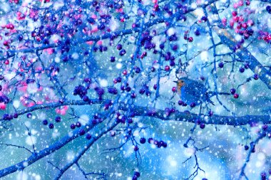 Winter season and birds. Falling snow. Blue nature background. Bird: Robin. clipart