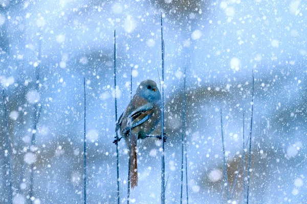 Temporada Invierno Aves Nieve Cayendo Fondo Naturaleza Azul Pájaro Reedling —  Fotos de Stock