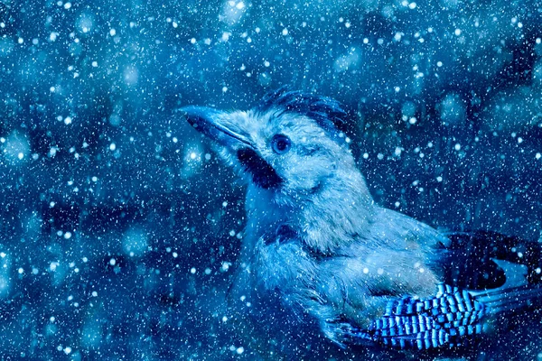 Vintersäsong Och Fåglar Fallande Snö Blå Natur Bakgrund Eurasiatisk Jay — Stockfoto