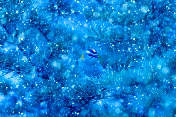 Temporada Inverno Pássaros Neve Caída Fundo Natureza Azul Pássaro Crista — Fotografia de Stock