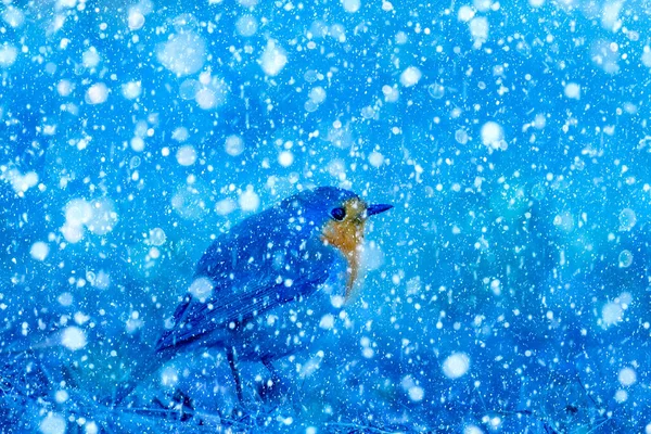 Temporada Inverno Pássaros Neve Caída Fundo Natureza Azul Pássaro Robin — Fotografia de Stock