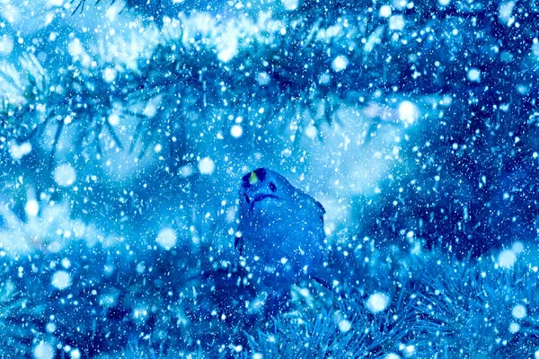 Winterzeit Und Vögel Schneefall Blauer Naturhintergrund Vogel Goldwappen — Stockfoto