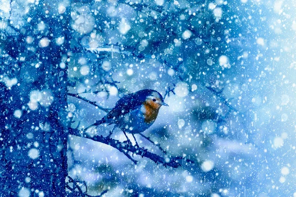 Temporada Inverno Pássaros Neve Caída Fundo Natureza Azul Pássaro Robin — Fotografia de Stock