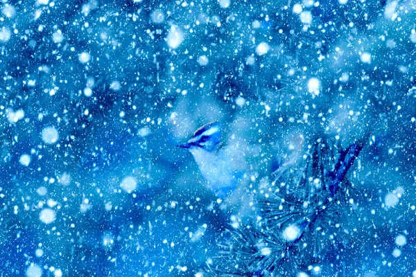 Winter Season Birds Falling Snow Blue Nature Background Bird Common — Stock Photo, Image