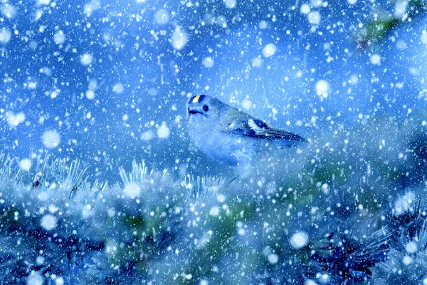 Stagione Invernale Uccelli Neve Caduta Sfondo Blu Natura Uccello Cresta — Foto Stock