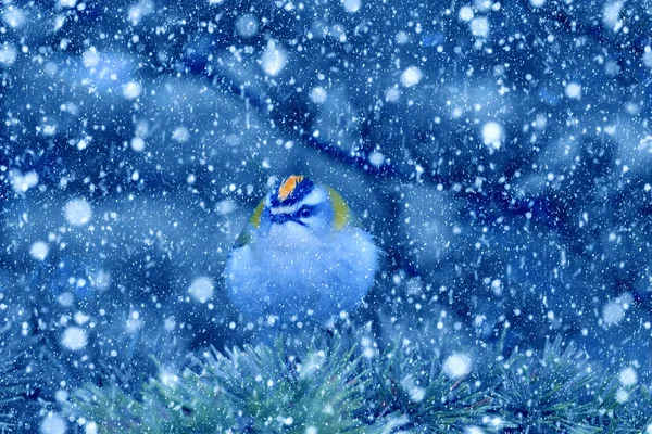 Temporada Invierno Aves Nieve Cayendo Fondo Naturaleza Azul Pájaro Cresta — Foto de Stock