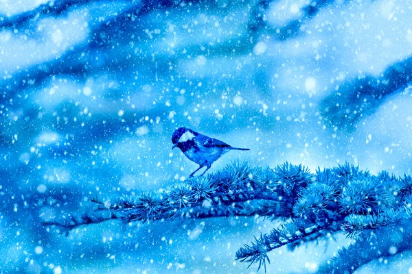 Saison Hivernale Oiseaux Chute Neige Fond Bleu Nature Charbon Seins — Photo