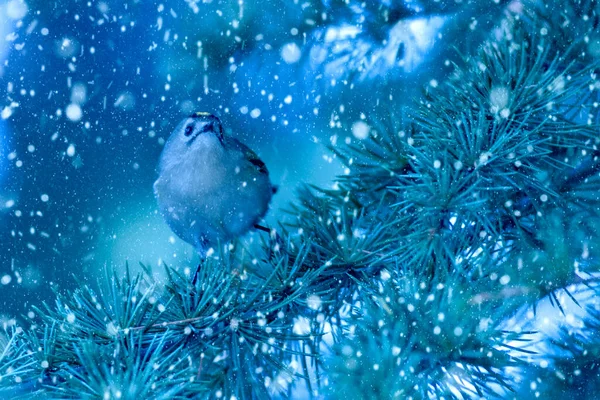 Saison Hiver Oiseaux Chute Neige Fond Bleu Nature Oiseau Crête — Photo