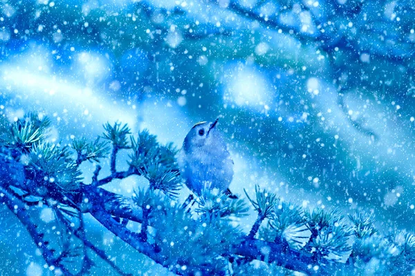 Saison Hiver Oiseaux Chute Neige Fond Bleu Nature Oiseau Crête — Photo