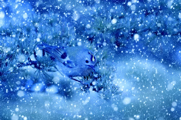 Temporada Inverno Pássaros Neve Caída Fundo Natureza Azul Pássaro Crista — Fotografia de Stock