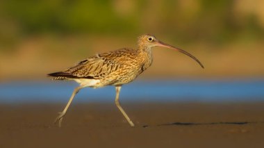 Kıvırcık. Sarı, mavi ve yeşil doğa. Avrasya kıvırcığı. Numenius arquata.