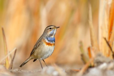 Şirin, küçük renkli bir kuş. Doğa geçmişi. Bluethroat 'da. Luscinia svecica.