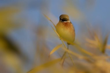 Sevimli küçük kuş. Yeşil mavi doğa geçmişi. Avrupa Taş Devri.