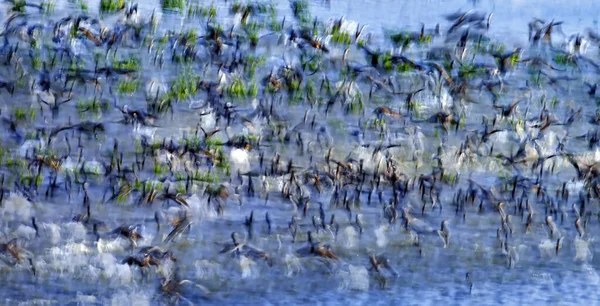 Абстрактна Природа Літаючі Птахи Барвистий Фон Природи — стокове фото