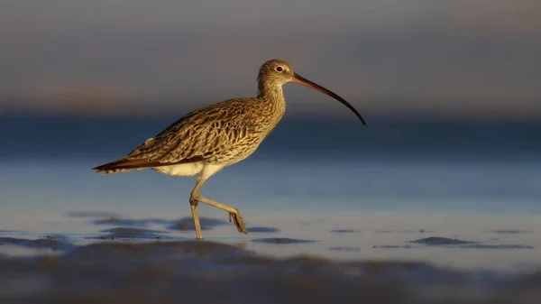 Curlew Amarelo Azul Verde Natureza Fundo Pássaro Eurasiático Curlew Numenius — Fotografia de Stock