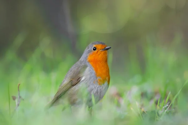 Sevimli Kuş Yeşil Doğa Geçmişi Avrupalı Robin — Stok fotoğraf