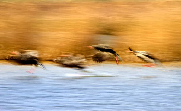 Abstract nature. Flying birds. colorful nature background. Greylag Goose.