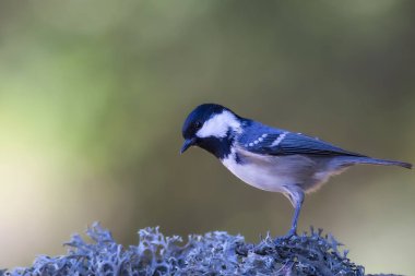 Cute bird coal tit. Colorful nature background. 