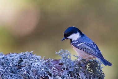 Cute bird coal tit. Colorful nature background. 